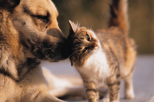 12-cat-and-dog cat and dog