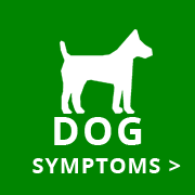 sick pet helper dog symptoms