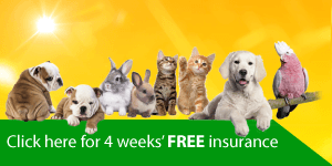 free free insurance