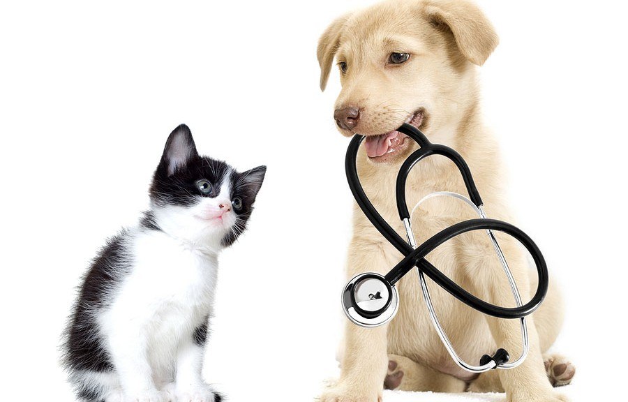 kitten and puppy health check