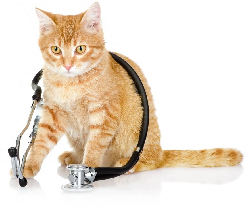 catdoc cat poisons, cat medicines, Care for your Cat, cat diet
