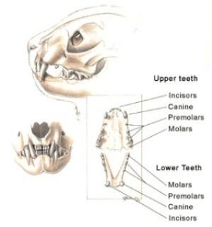 vet care for cats dental health