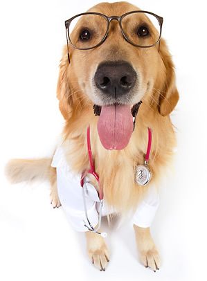dogtor administering dog medicines
