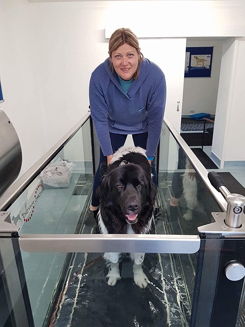 pet Hydrotherapy