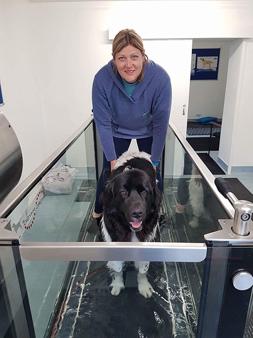 hydro-new pet Hydrotherapy