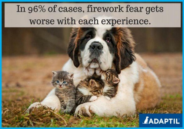 fireworks fear gets worse